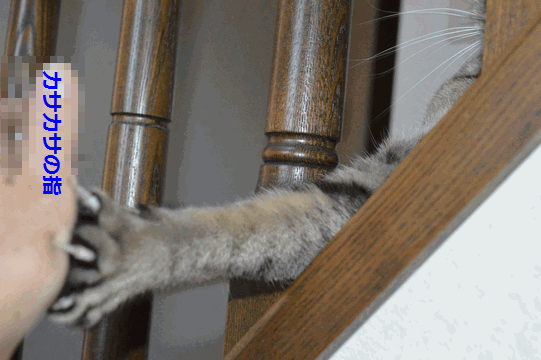 c0136736_11590818.gif