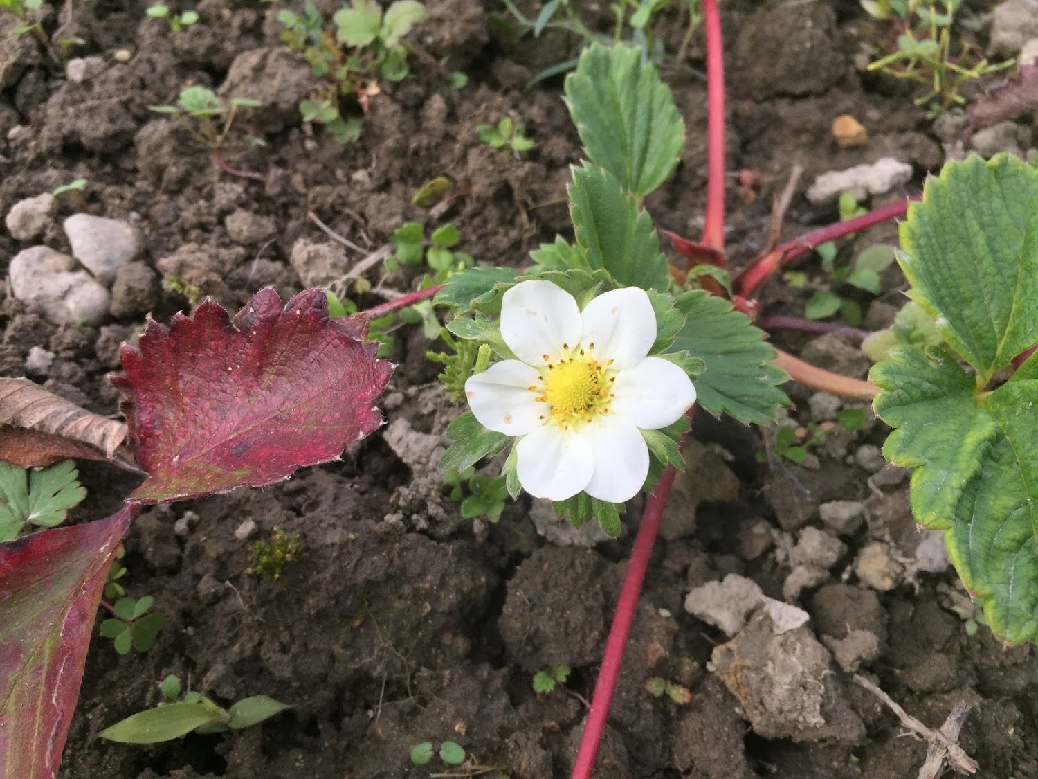 イチゴの花_b0042439_06212076.jpg