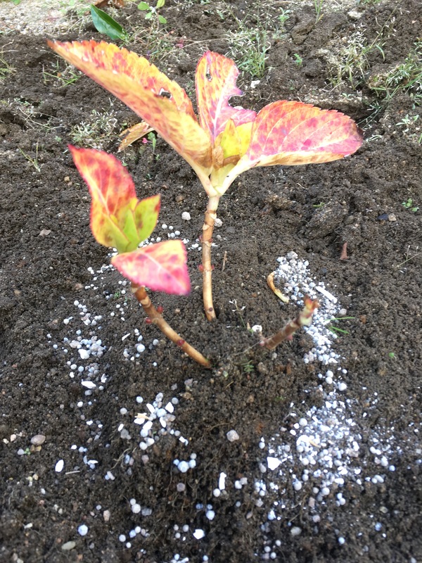 鉢植えなどお外のお手入れ＼(^O^)／_f0135940_12432916.jpg