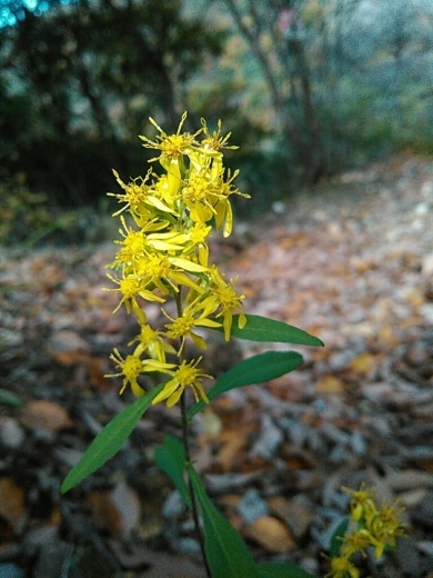 もう咲いた？お花とまだ咲いてた？お花と_a0018655_15202078.jpg