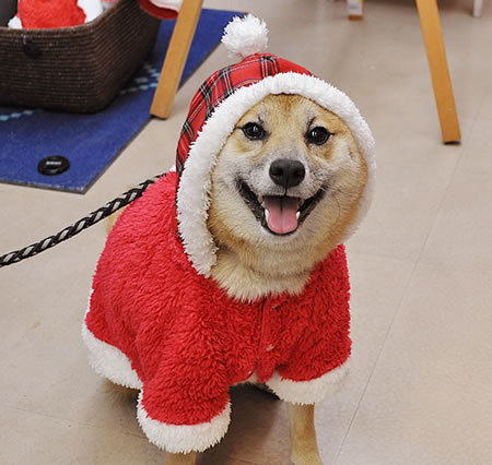 クリスマスコスプレ_e0362456_18075568.jpg