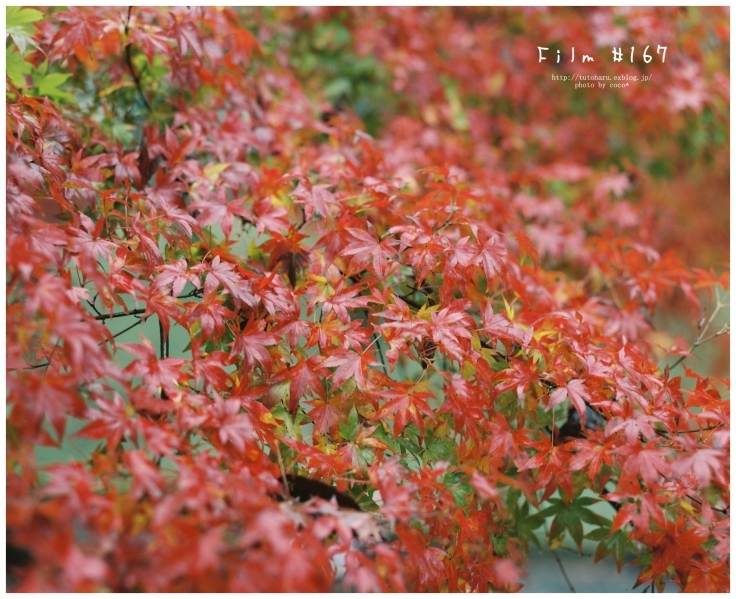 Film red  Autumn*_e0303158_17545231.jpg