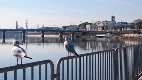  Sea gulls came sunbathing to Suita.  　カモメのいる風景_b0245877_20591086.jpg