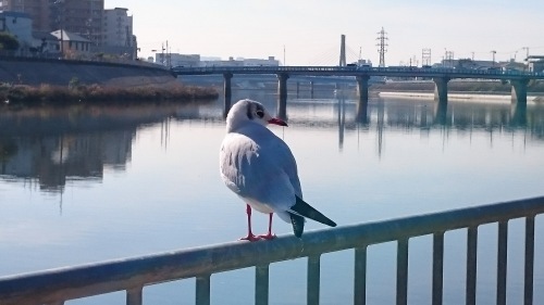  Sea gulls came sunbathing to Suita.  　カモメのいる風景_b0245877_21013474.jpg