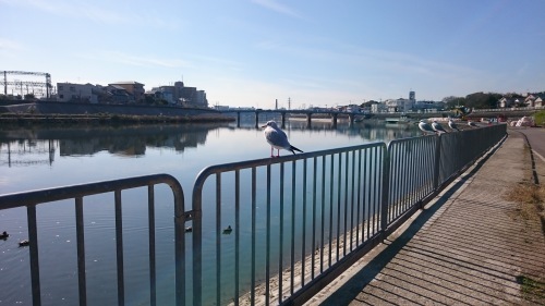  Sea gulls came sunbathing to Suita.  　カモメのいる風景_b0245877_21020831.jpg