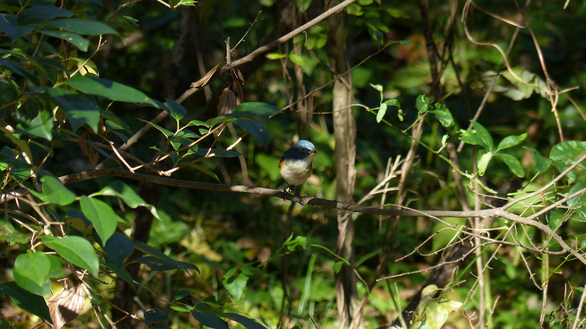 a0185081_23402127.jpg