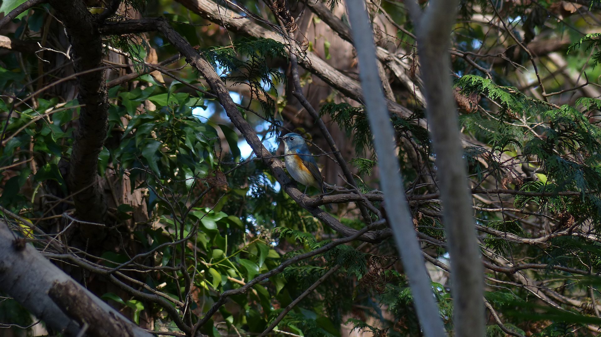a0185081_23412750.jpg