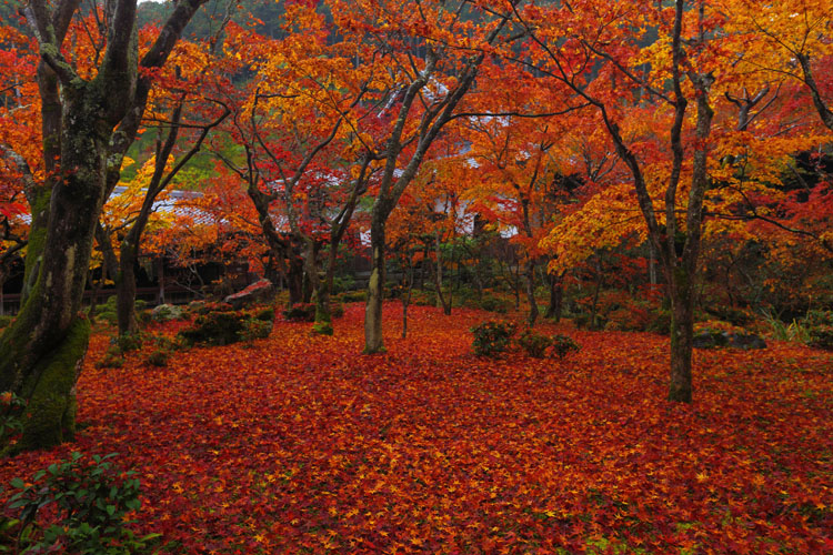 圓光寺_e0051888_1395044.jpg