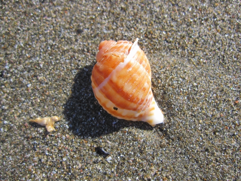 c0204298_14403327.jpg