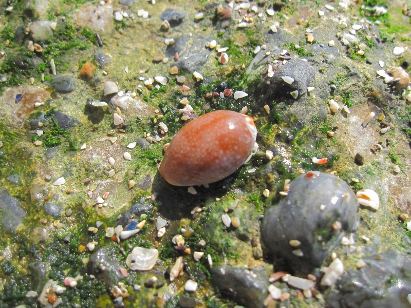 タカラガイに魅せられて【2016年7～12月まとめ】_c0204298_16202856.jpg