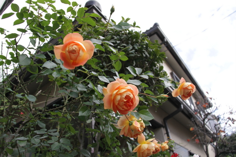 d0248502_06221647.jpg