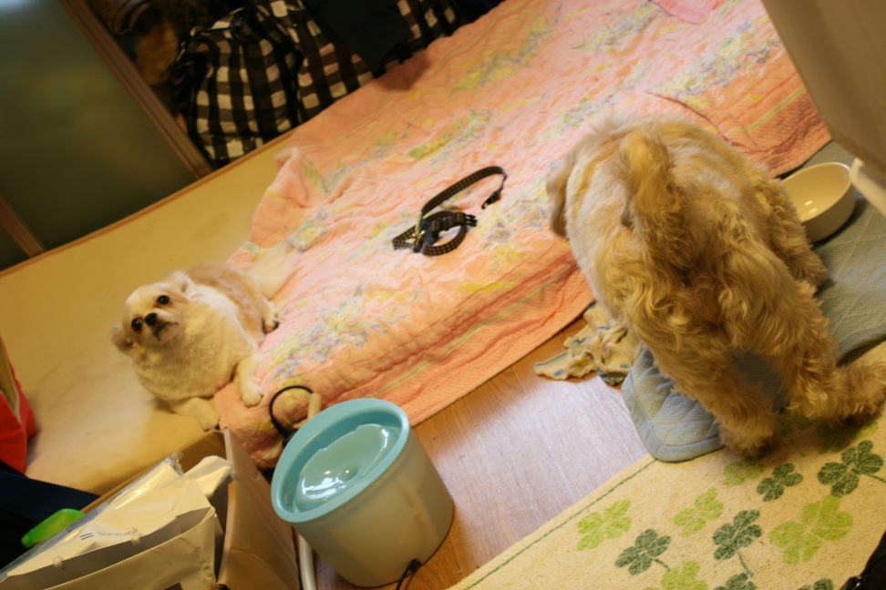しずるくん 新生活スタート!_f0242002_01203732.jpg