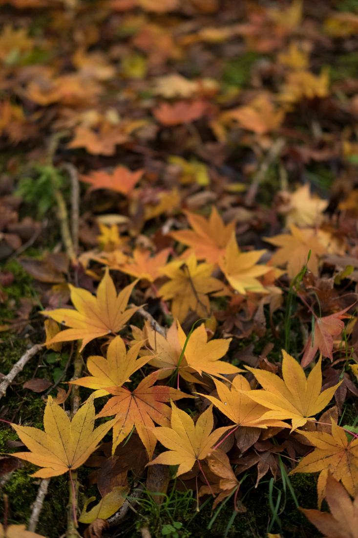 京都・紅葉 (2016年)  (5)_b0221605_21385691.jpg