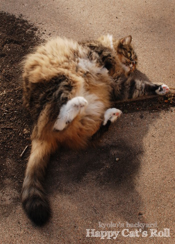 ご機嫌に転がる猫_b0253205_04512577.jpg