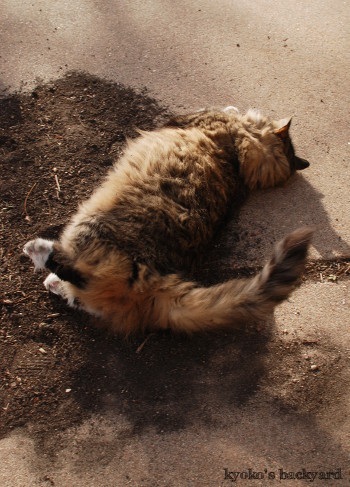 ご機嫌に転がる猫_b0253205_04520231.jpg