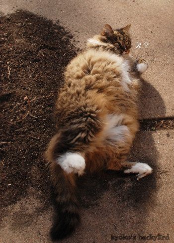 ご機嫌に転がる猫_b0253205_04530347.jpg