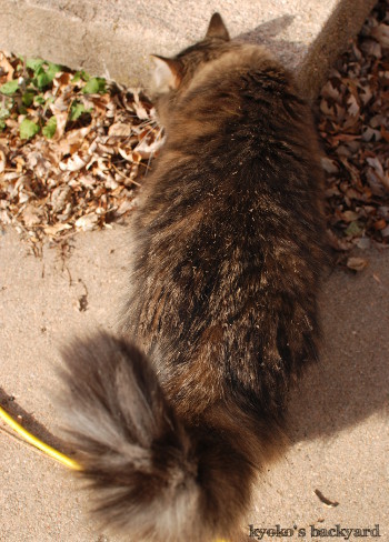 ご機嫌に転がる猫_b0253205_04534836.jpg