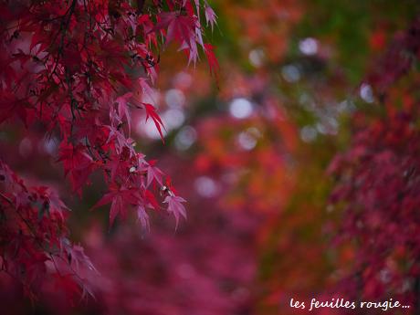 彩りのお城跡・・・ - 花が教えてくれたこと