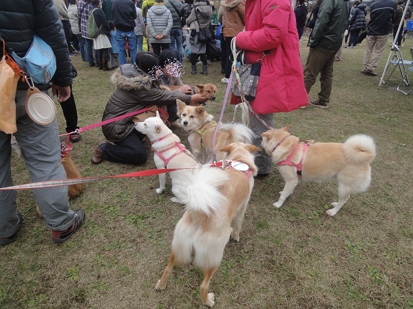 八王子いぬ親会　パールとの思い出の河川敷_f0057509_14140225.jpg