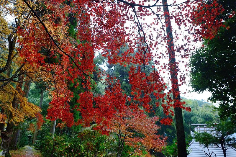 2016紅葉＠嵯峨野　護法堂弁財天_f0032011_17362302.jpg