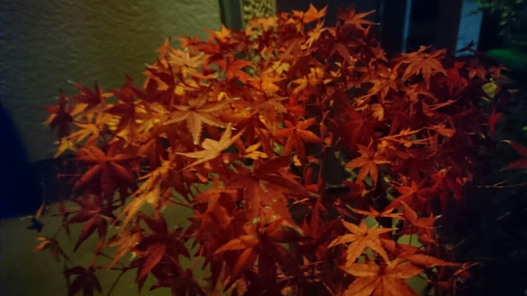 我が家の紅葉_b0093515_18394937.jpg