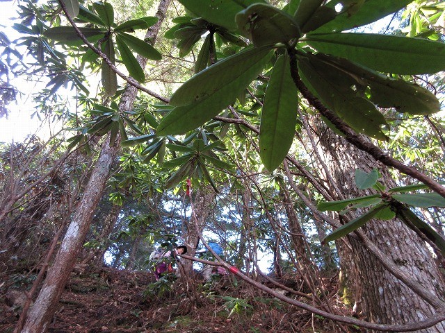 北相木村　御座山は八ヶ岳の展望台　　　　　Mount Ogura in Kitaaiki, Nagano_f0308721_1721440.jpg