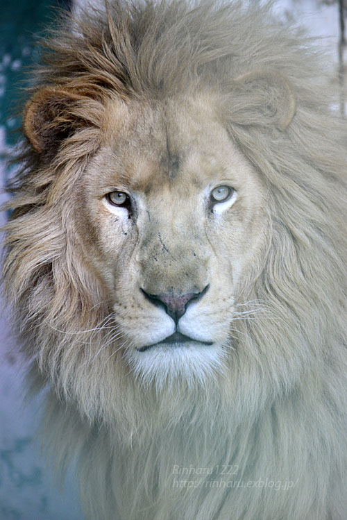 16 12 4 東北サファリパーク ホワイトライオンのリオン White Lion 青空に浮かぶ月を眺めながら