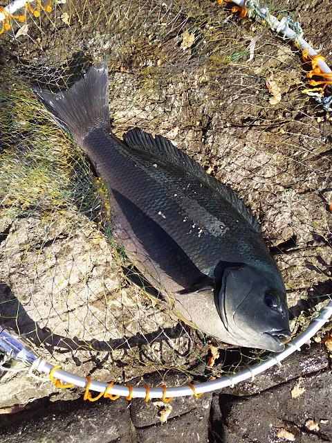 c0202727_10444902.jpg