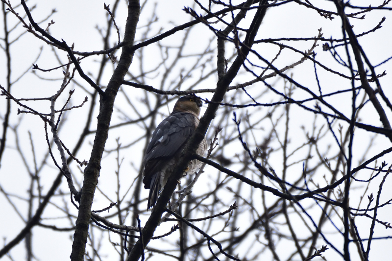 近所の野鳥　Ｈ28.12.4_b0036128_2041563.jpg