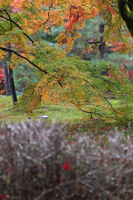 紅葉の京都2016 －秋の宝厳院（天龍寺塔頭） 早朝特別参拝（後編）－_b0169330_14343860.jpg