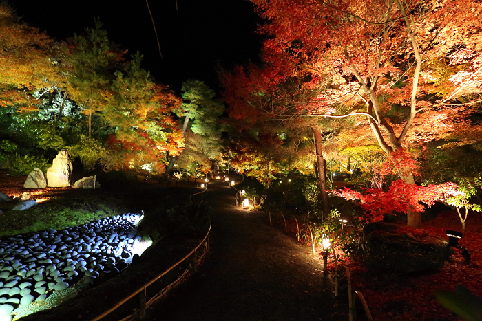 紅葉の京都2016 －宝厳院　紅葉ライトアップ－_b0169330_1636592.jpg