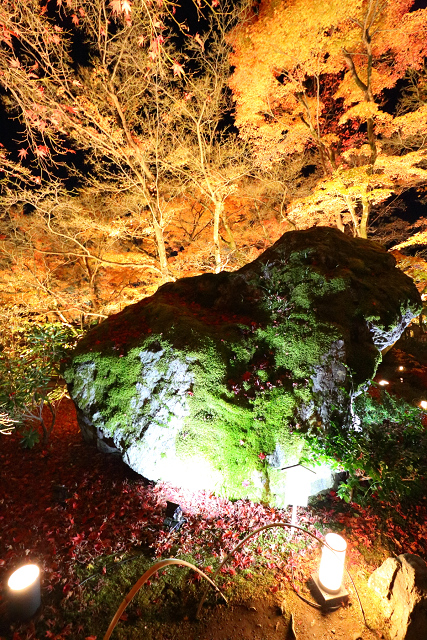 紅葉の京都2016 －宝厳院　紅葉ライトアップ－_b0169330_1713591.jpg