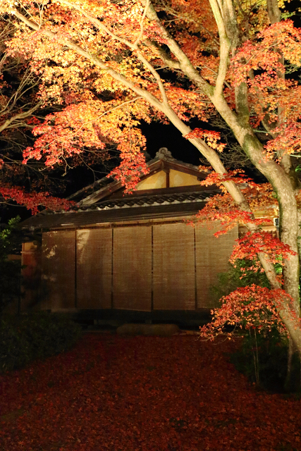 紅葉の京都2016 －宝厳院　紅葉ライトアップ－_b0169330_17215995.jpg