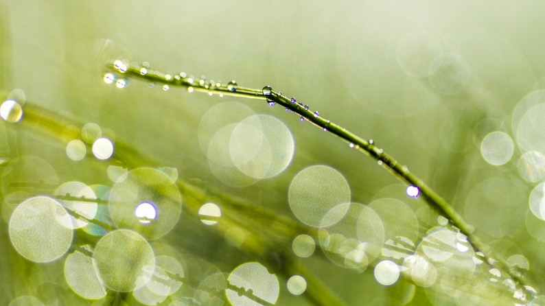 雨あがりの朝_d0060435_22573547.jpg