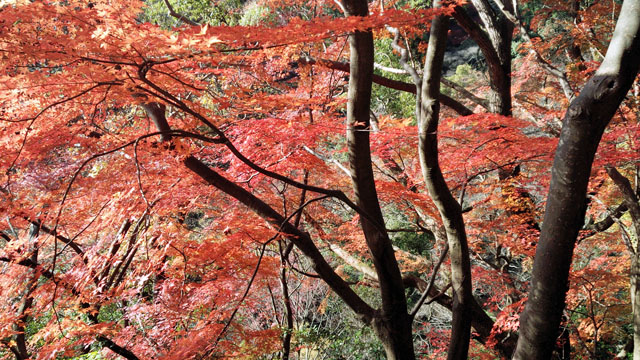 布引~修法ガ原~太師道 紅葉に染まる散策路_c0218841_15182345.jpg