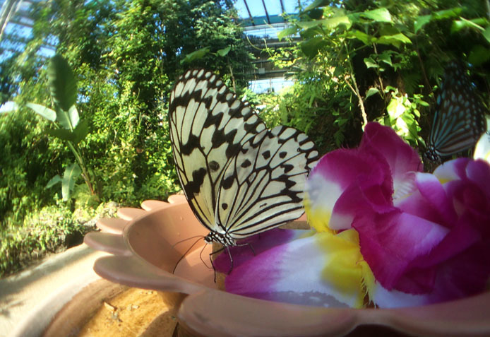 足立区生物園の蝶たち　-　Ⅰ_d0149245_10430088.jpg