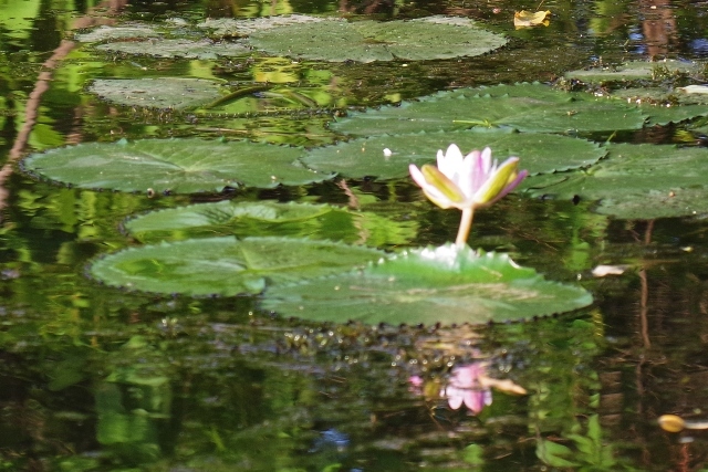 北部オーストラリア探鳥旅行記０１_b0144049_16125372.jpg