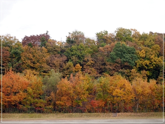 イモト、戸川公園で紅葉狩りをする。_d0013149_23373347.jpg