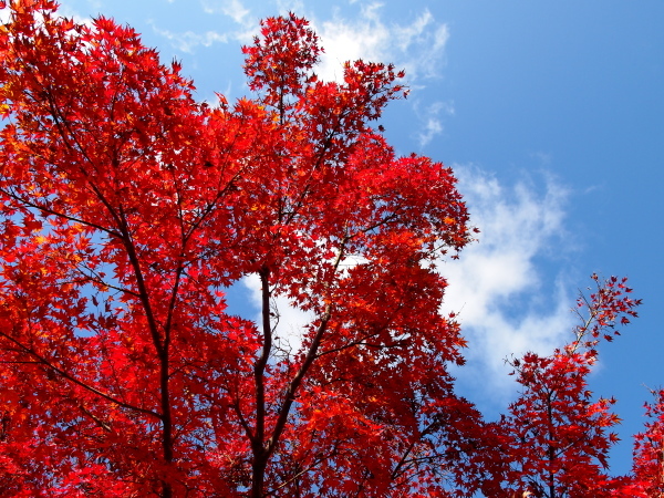 a0024250_10170523.jpg