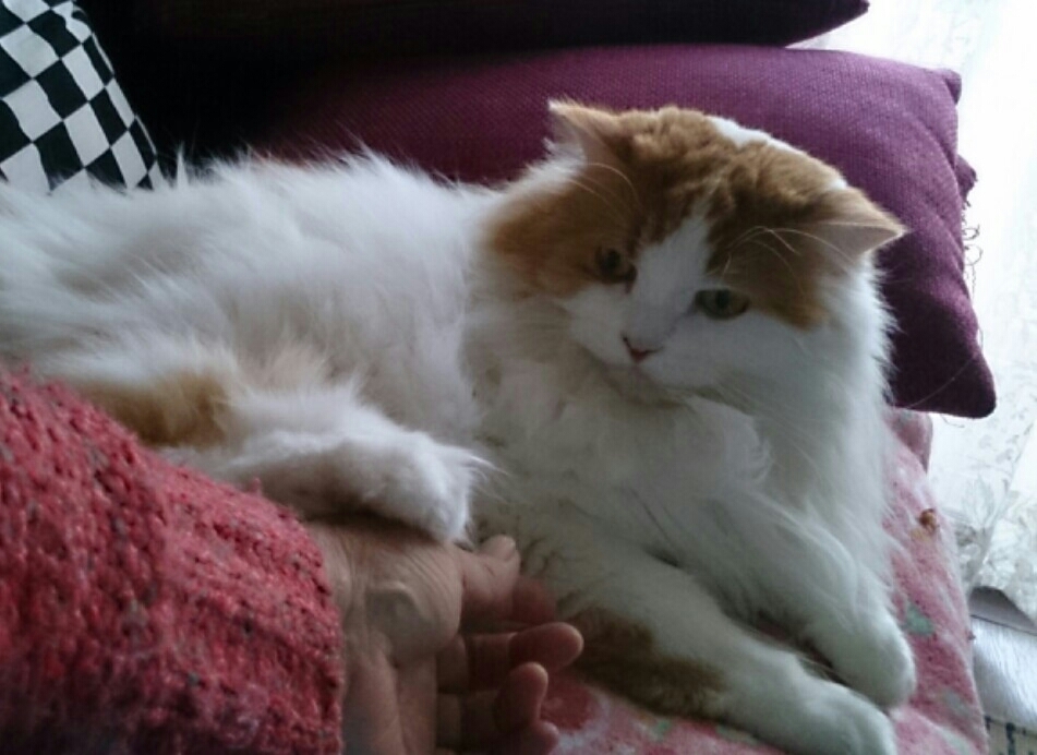 猫のいる幸せ_d0116059_11251180.jpg