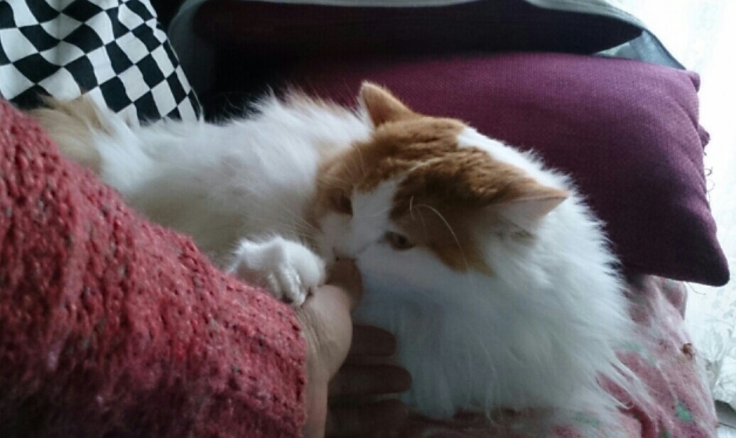 猫のいる幸せ_d0116059_11251534.jpg