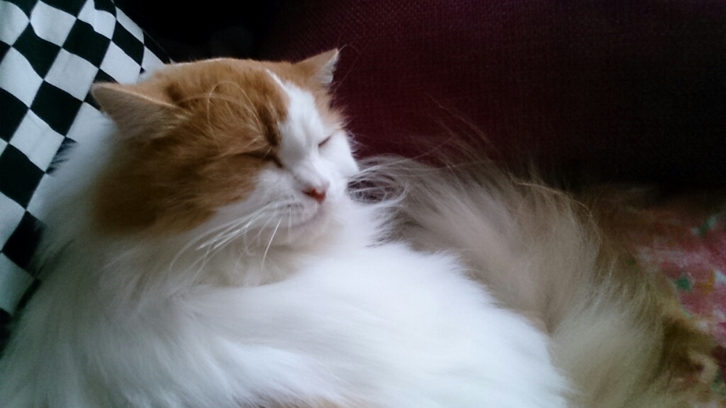 猫のいる幸せ_d0116059_11251769.jpg