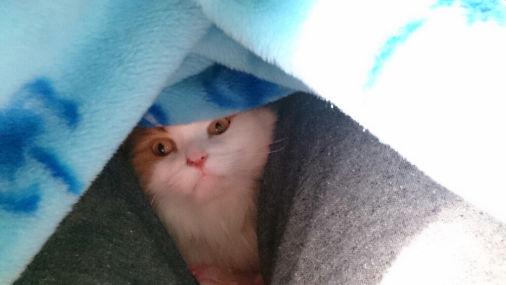 猫のいる幸せ_d0116059_11252414.jpg
