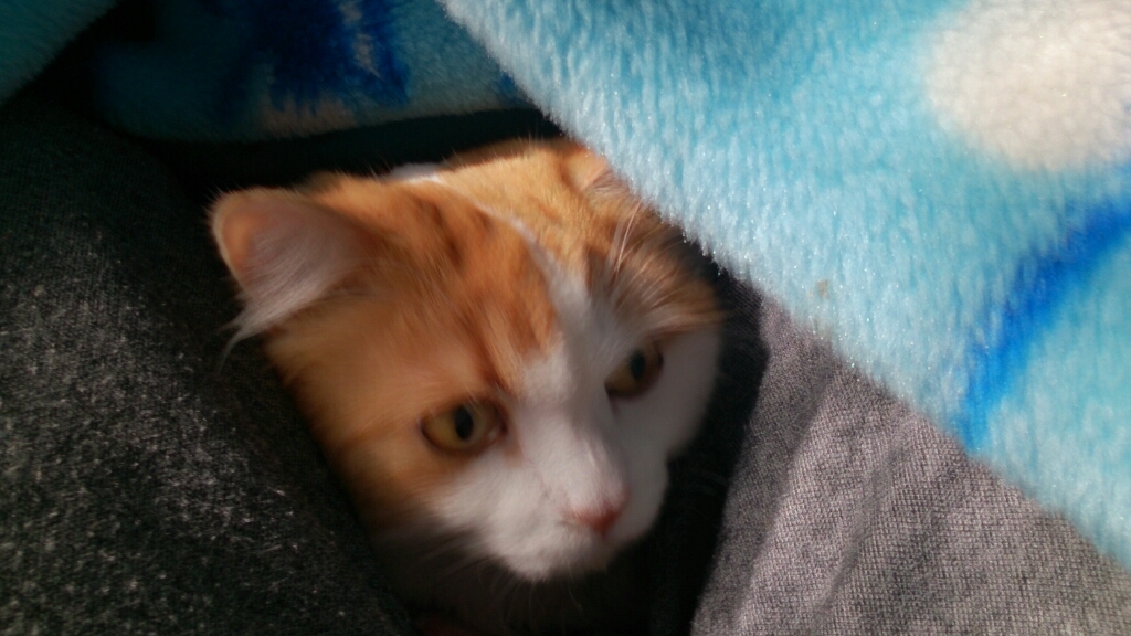 猫のいる幸せ_d0116059_11252820.jpg