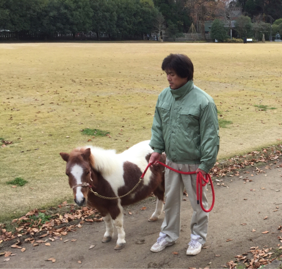 ウォーキング中にポニーのお散歩と遭遇 いつとこ気まぐれブログ