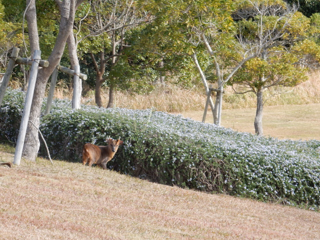 ’16,12,4(日)秋と冬の間に・・・!_f0060461_10201230.jpg