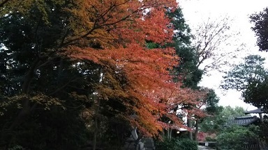 五島美術館庭園　秋の紅葉_f0148563_13192849.jpg