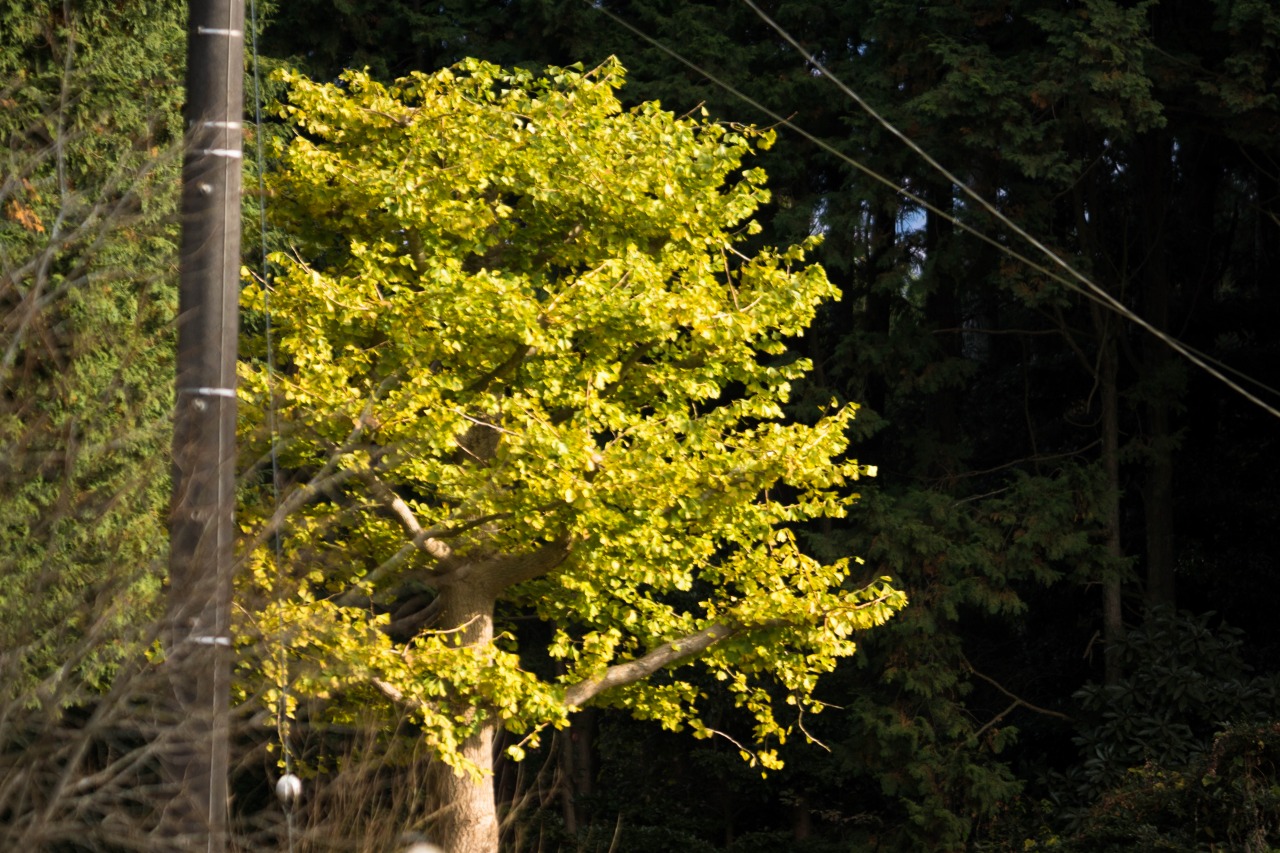 c0260264_2025949.jpg