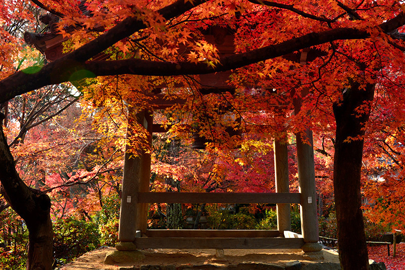 常寂光寺　散紅葉_c0317868_14055914.jpg