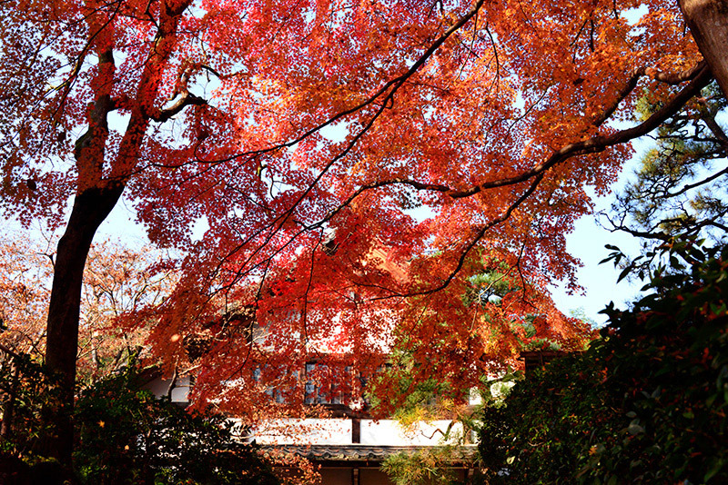 常寂光寺　散紅葉_c0317868_14141388.jpg